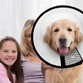 Las mejores soluciones de recuperación para perros: collar hinchable, pijamas quirúrgicos