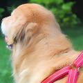 Los Mejores Cables con Mosquetones para Mascotas: Seguridad y Resistencia