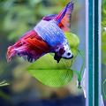 Los mejores decoraciones para tu acuario