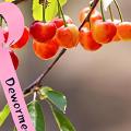Los mejores marcadores para tus plantas del jardín