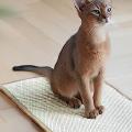 Los mejores rascadores para gatos